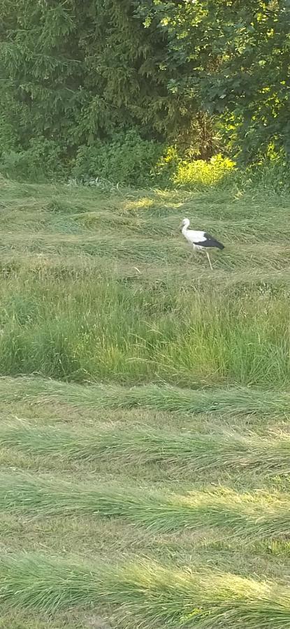 I Bike'Owy Domek Z Finska Balia Nad Jeziorem Czorsztynskim - 400M Od Jeziora I Sciezki Rowerowej Maniowy Bagian luar foto